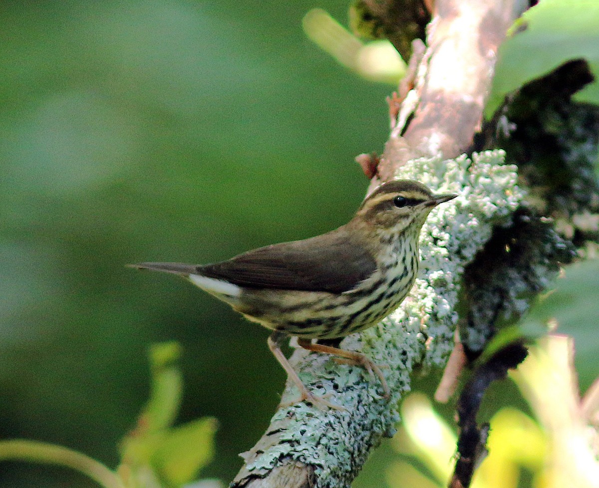 Northern Waterthrush - ML63371011