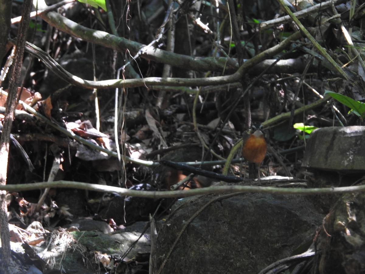 Malayan Black-capped Babbler - ML633710218