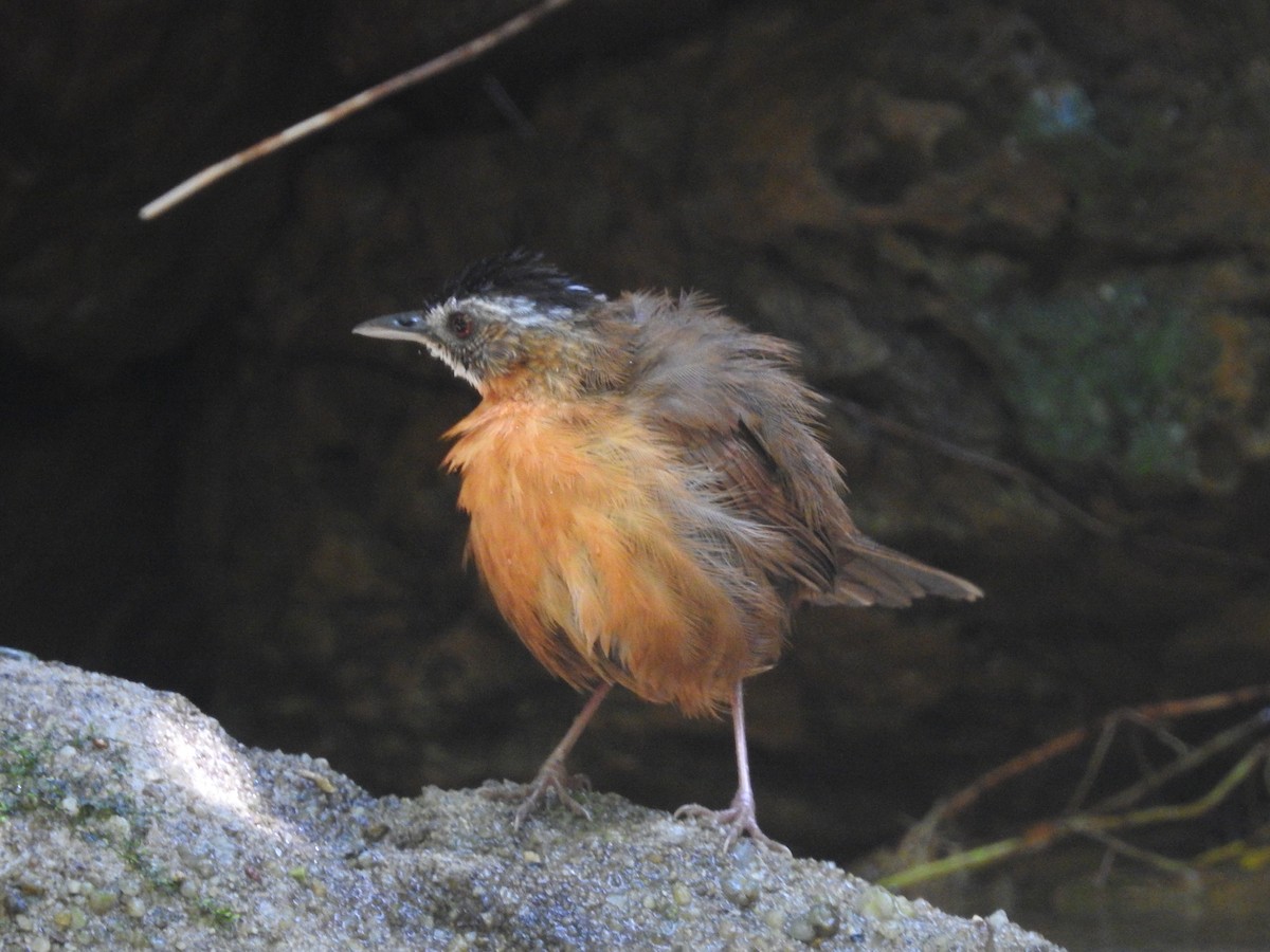 Malayan Black-capped Babbler - ML633710219
