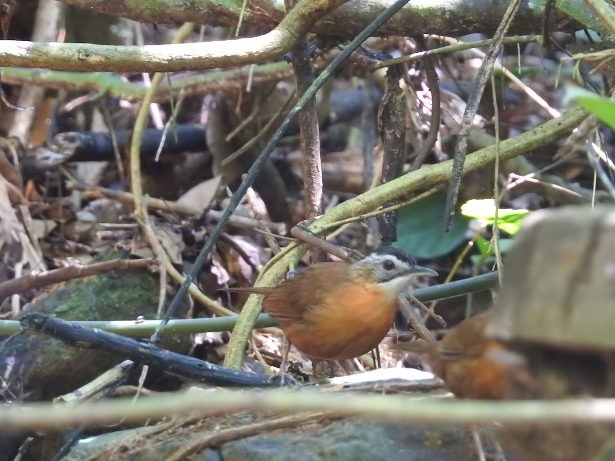 Malayan Black-capped Babbler - ML633710220