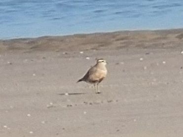 Eurasian Dotterel - ML633710418