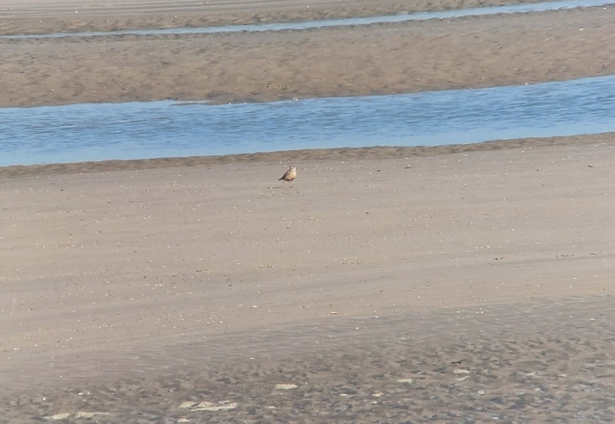 Eurasian Dotterel - ML633710419