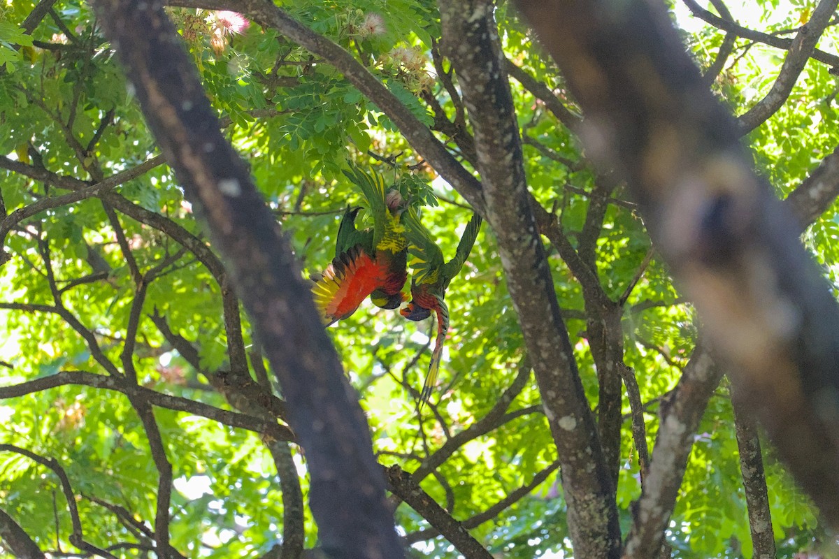 Coconut Lorikeet - ML633710439