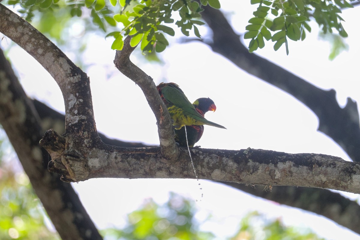 Coconut Lorikeet - ML633710441