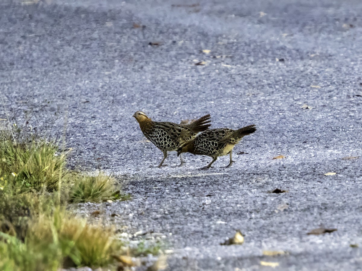 Mountain Bamboo-Partridge - ML633710512