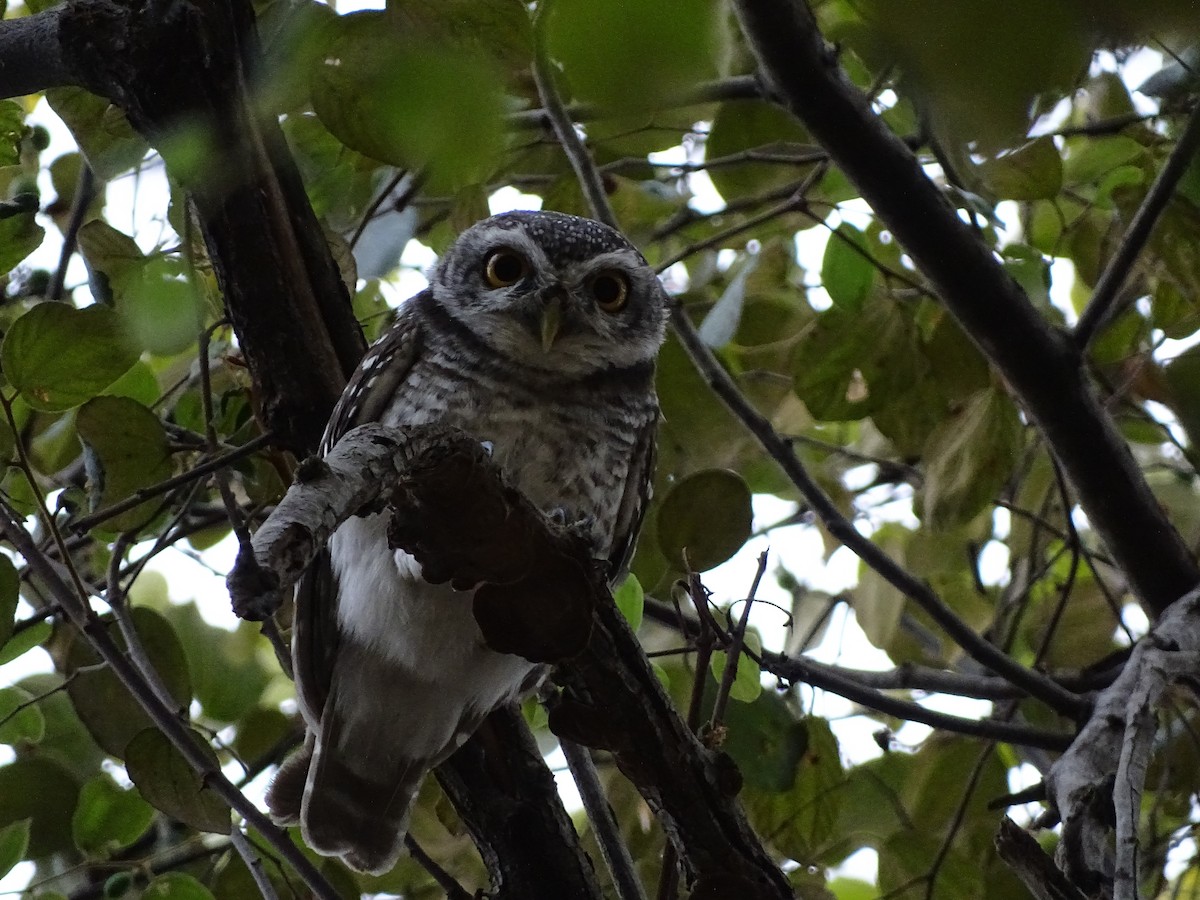 Spotted Owlet - ML633710519