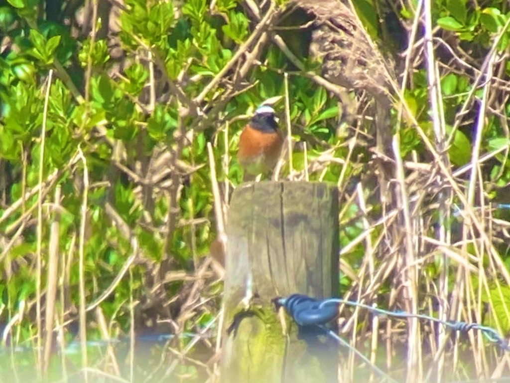 Common Redstart - ML633710561