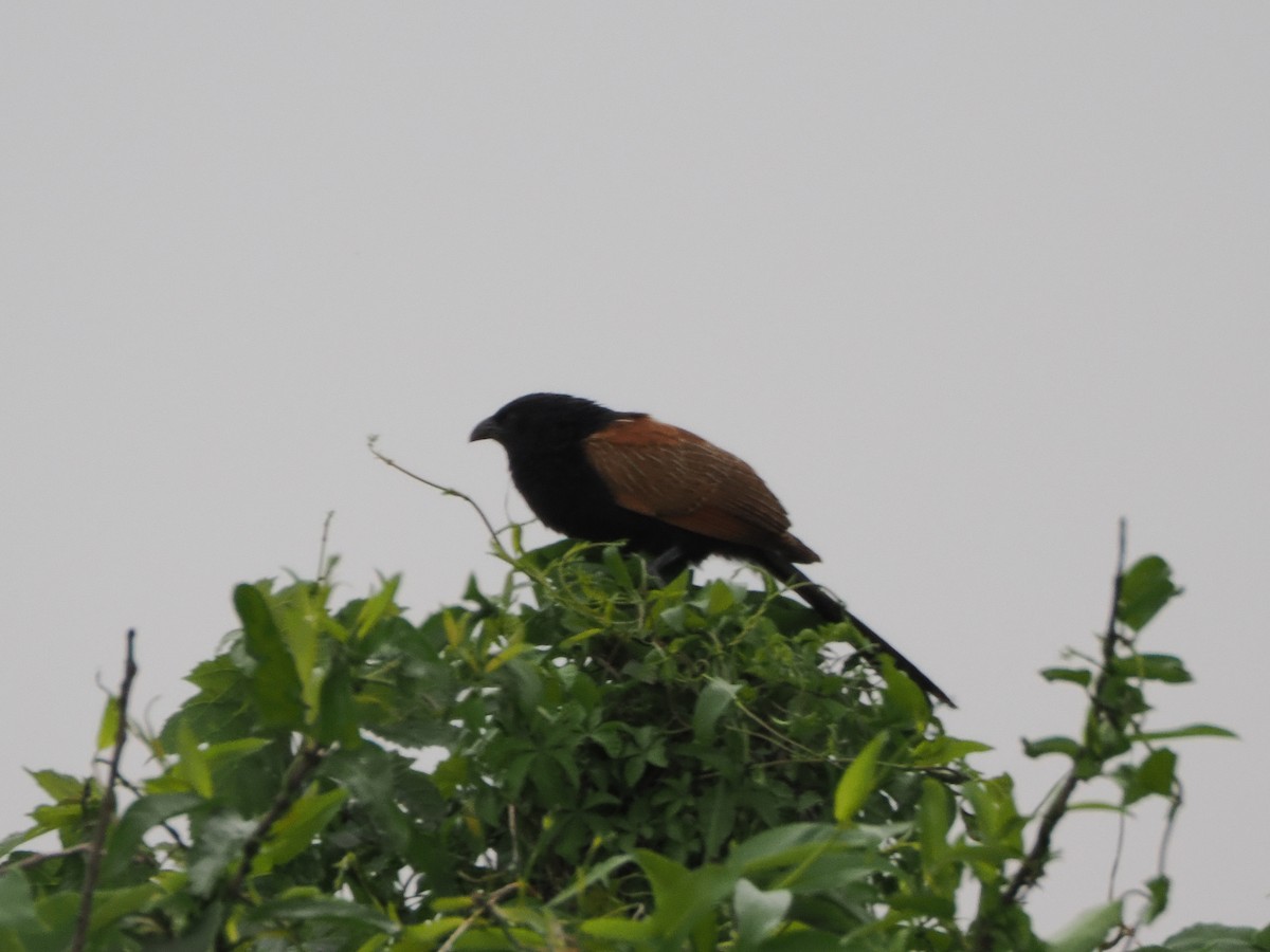 Lesser Coucal - ML633710598