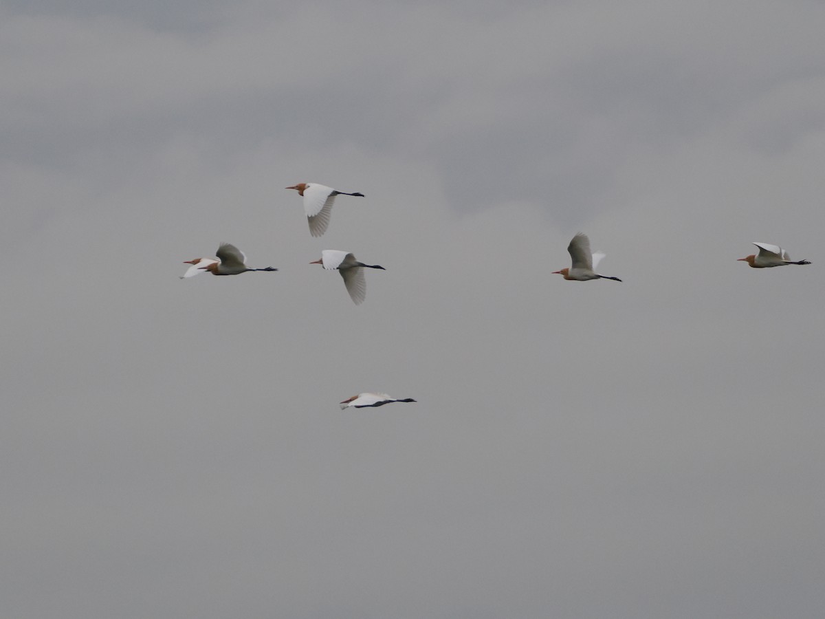 Eastern Cattle-Egret - ML633710603