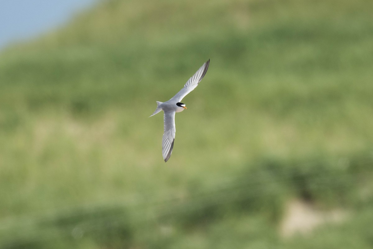 Least Tern - ML63371071