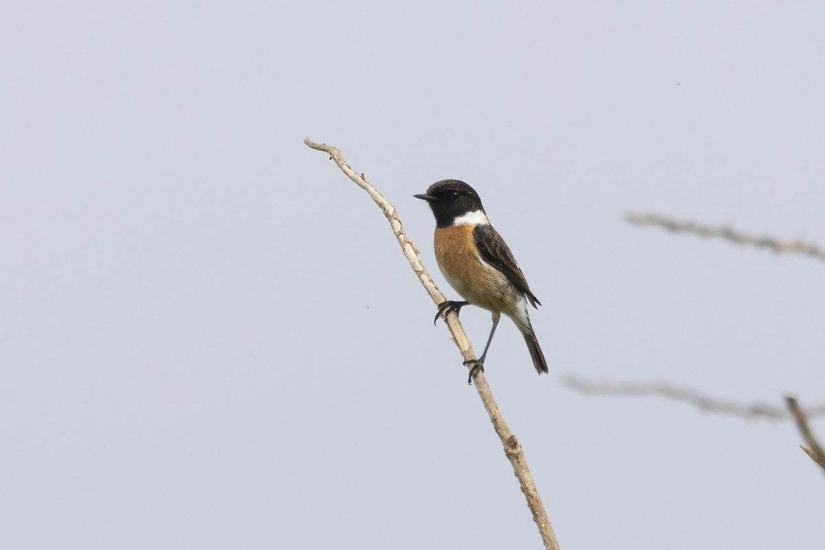 European Stonechat - ML633710755