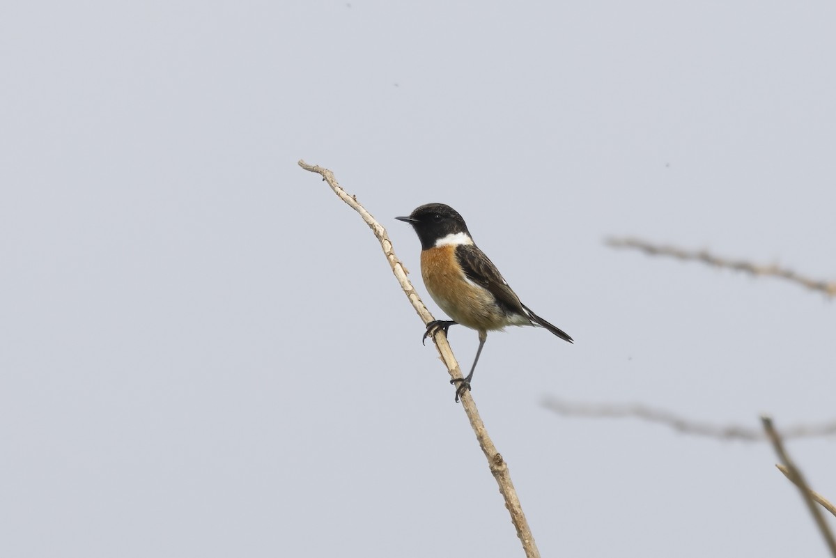 European Stonechat - ML633710756