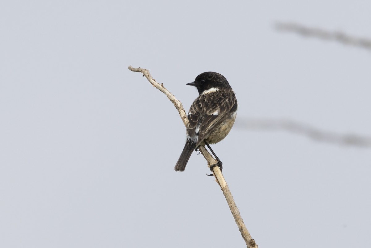 European Stonechat - ML633710757