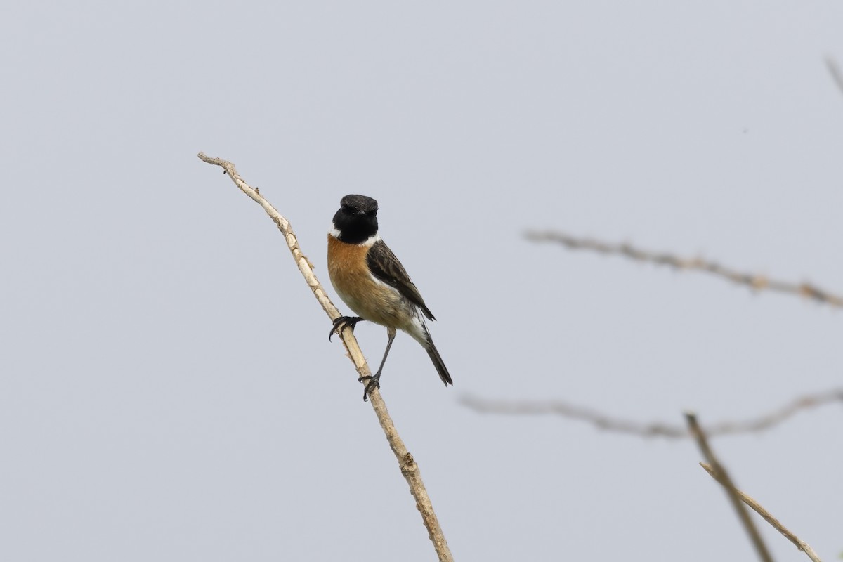 European Stonechat - ML633710758