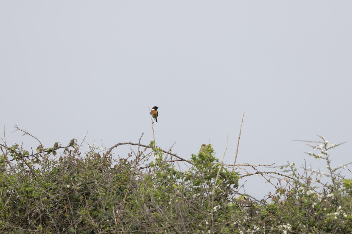 European Stonechat - ML633710759