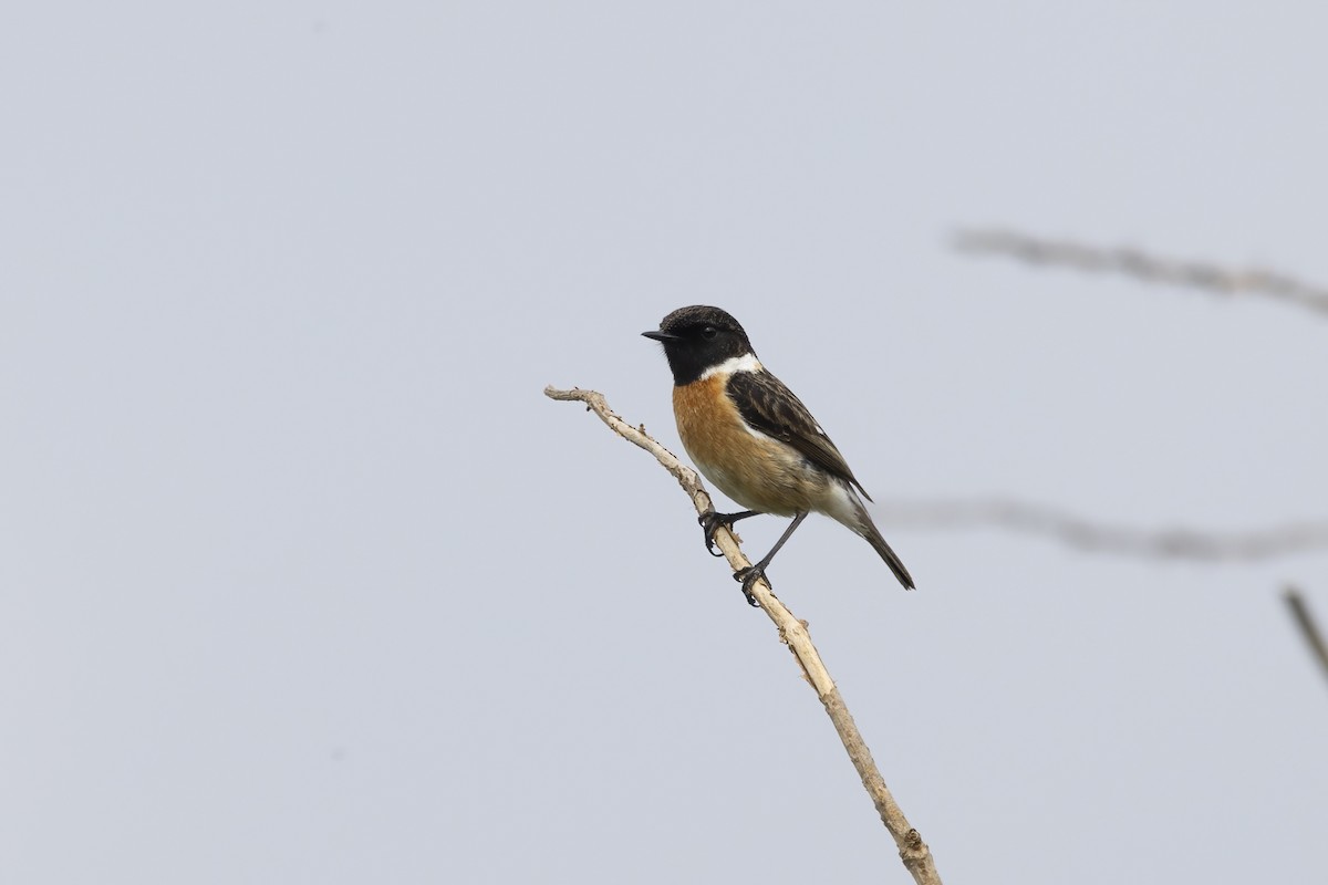 European Stonechat - ML633710760