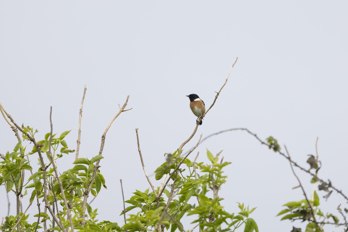 European Stonechat - ML633710762