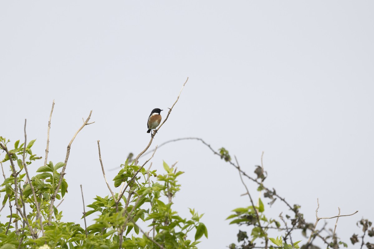 European Stonechat - ML633710763