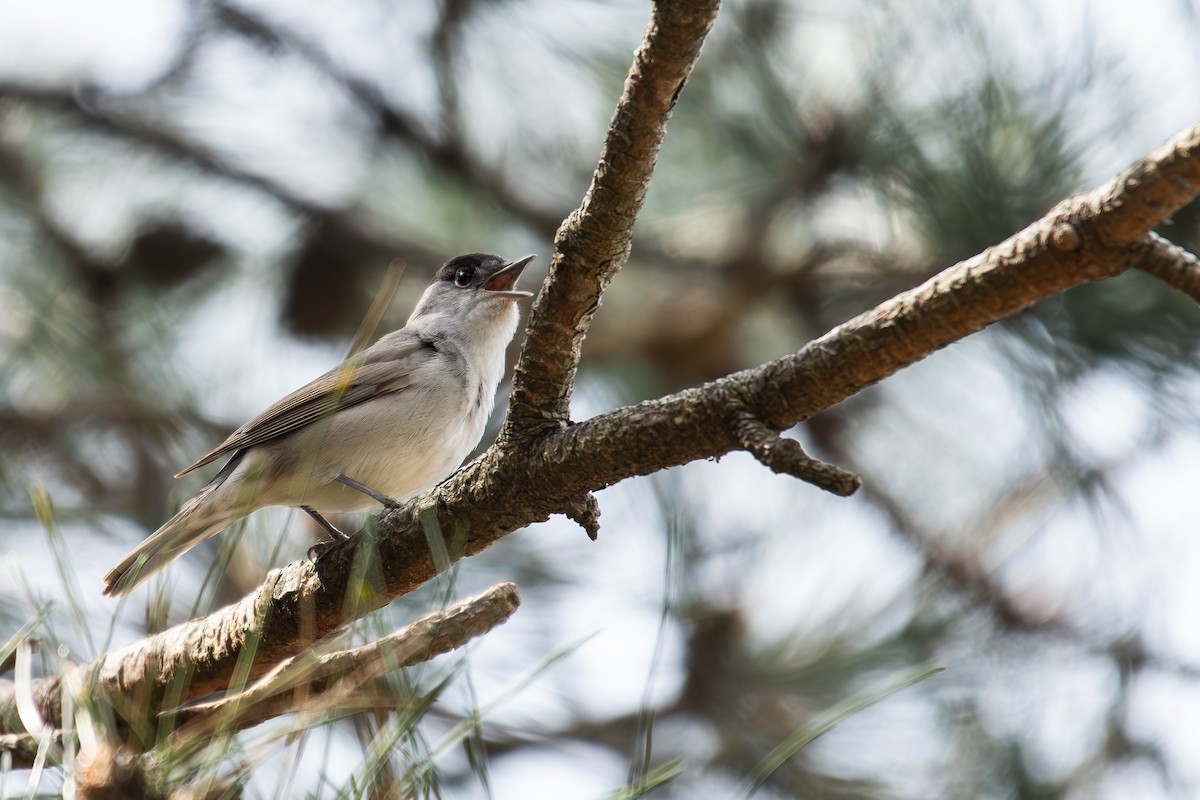 Eurasian Blackcap - ML633710813