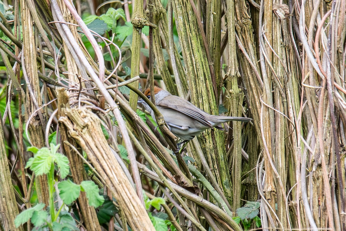 Eurasian Blackcap - ML633710818