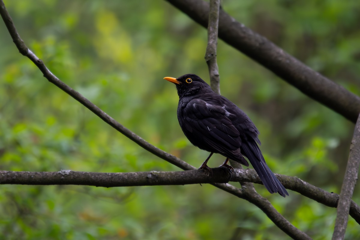 Eurasian Blackbird - ML633710820