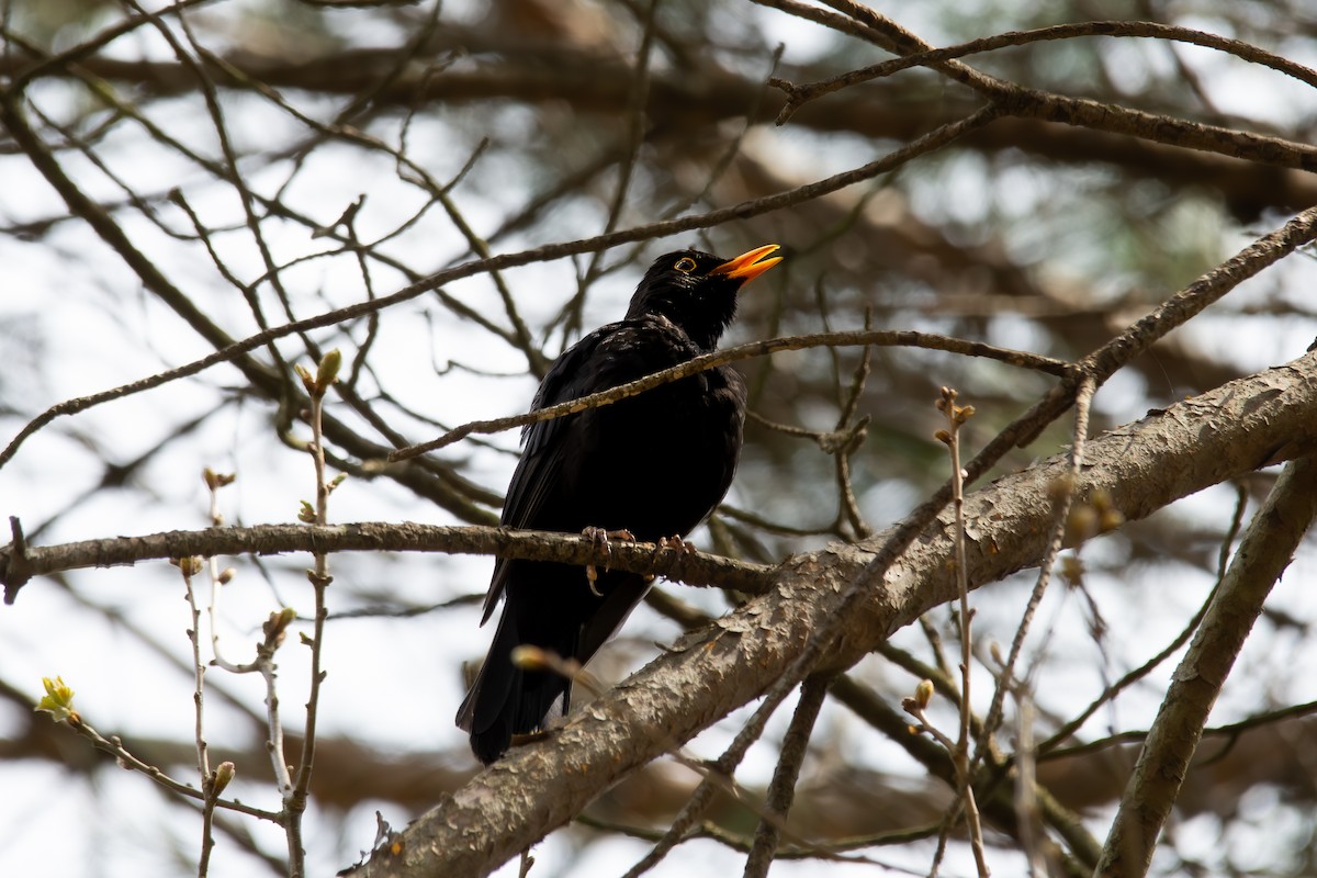 Eurasian Blackbird - ML633710823
