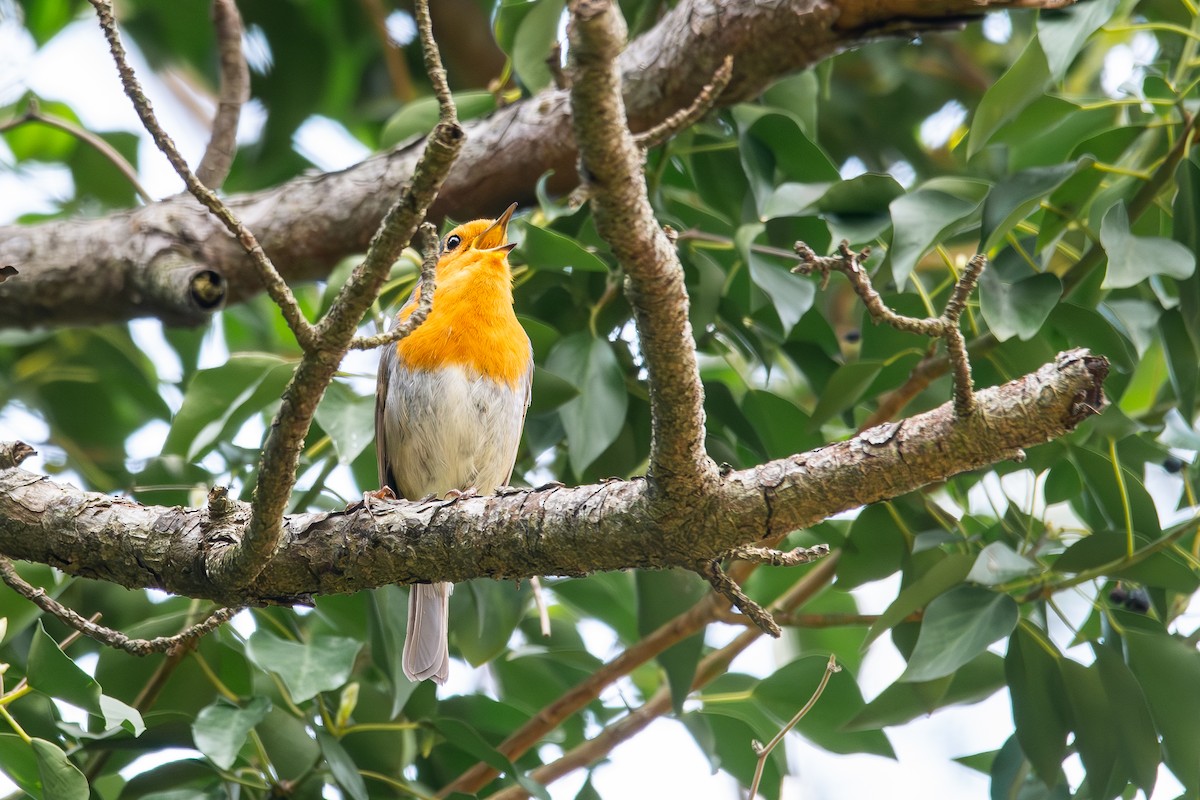 European Robin - ML633710825