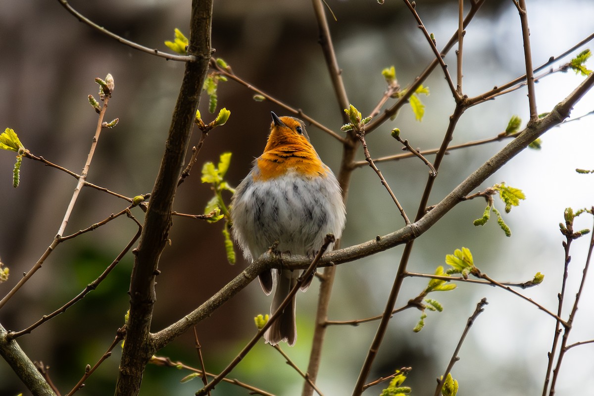European Robin - ML633710829