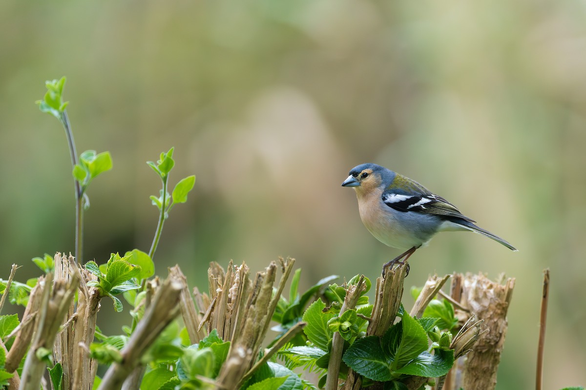 Azores Chaffinch - ML633710831