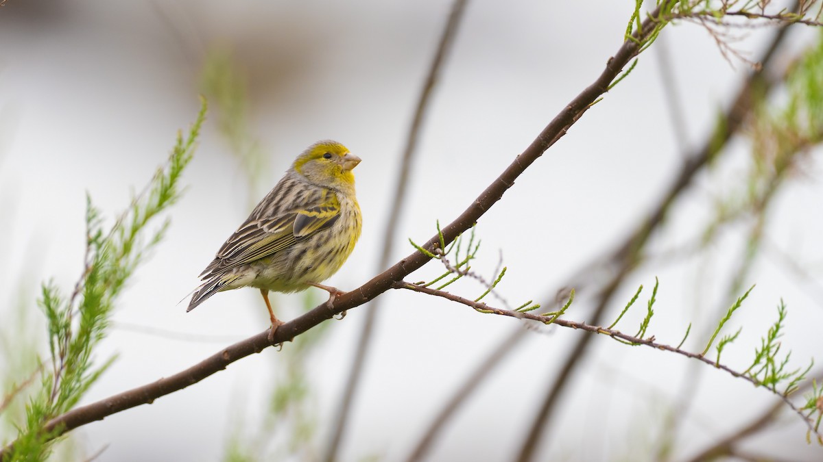 Canarino - ML633710834