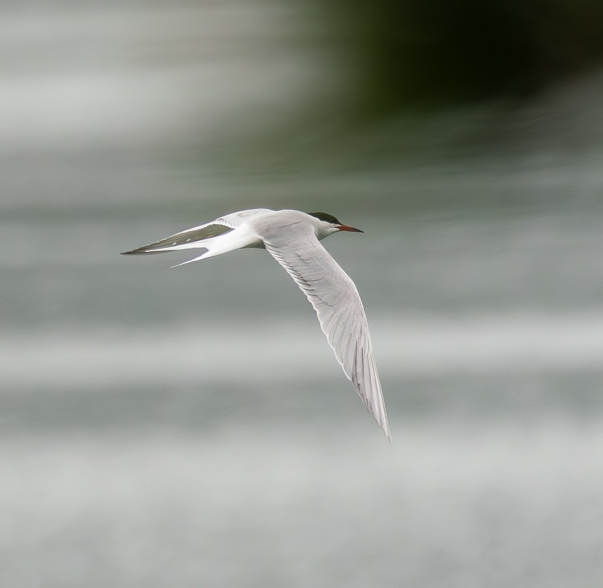 Sterna di Dougall - ML633710853