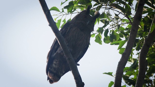 Dusky Eagle-Owl - ML633710857