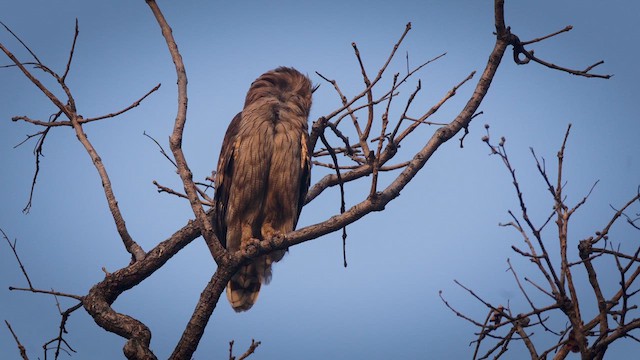 Dusky Eagle-Owl - ML633710858