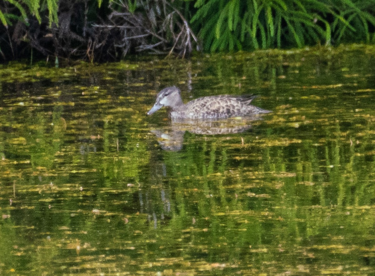 Marzaiola americana - ML633710935