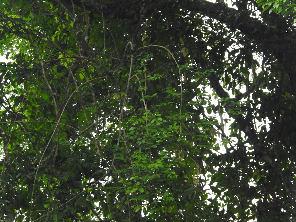 Buff-rumped Woodpecker - ML633710951