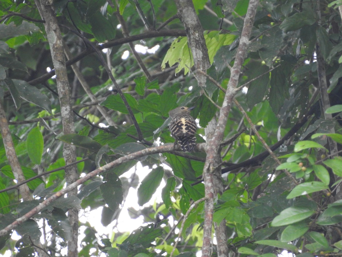 Buff-rumped Woodpecker - ML633710954