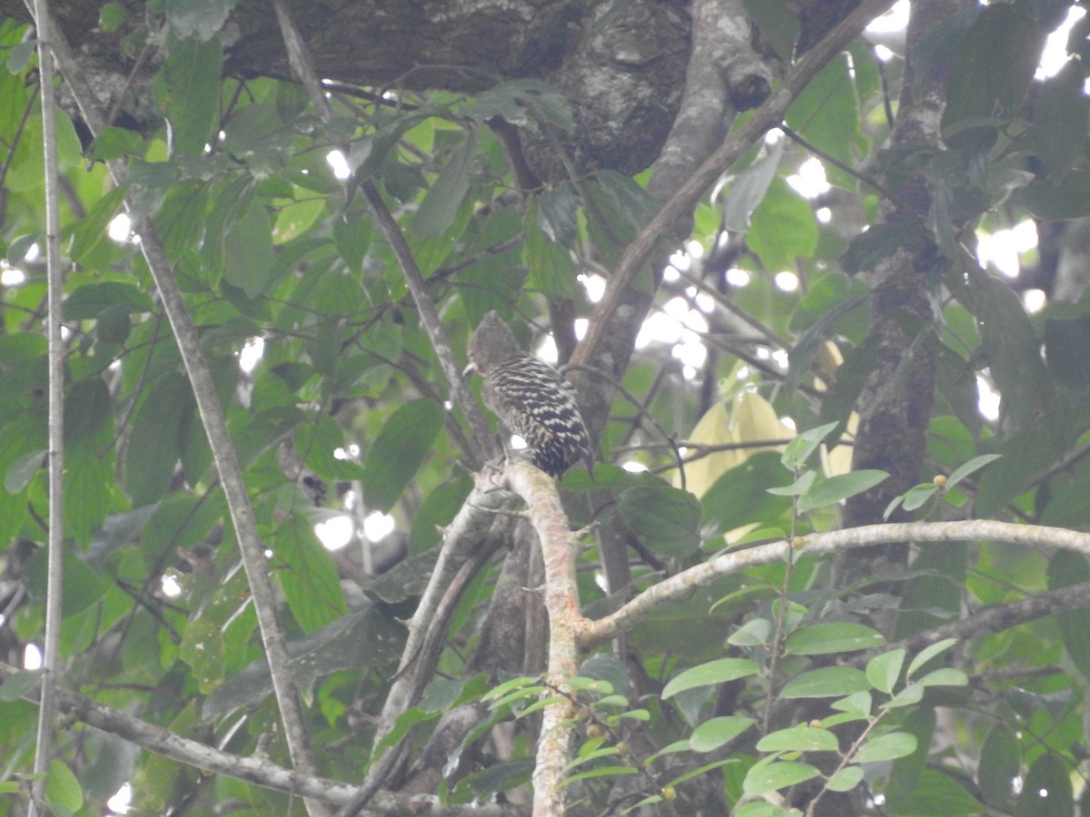 Buff-rumped Woodpecker - ML633710959
