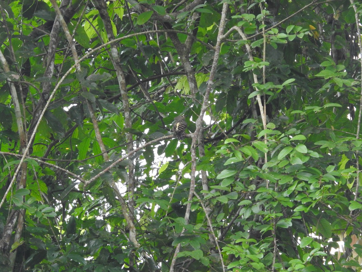 Buff-rumped Woodpecker - ML633710961