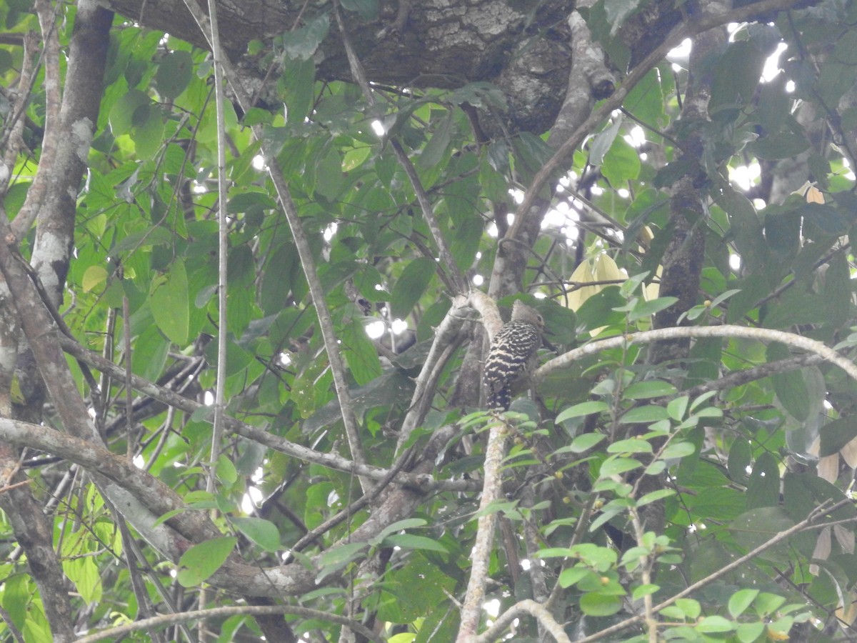 Buff-rumped Woodpecker - ML633710963