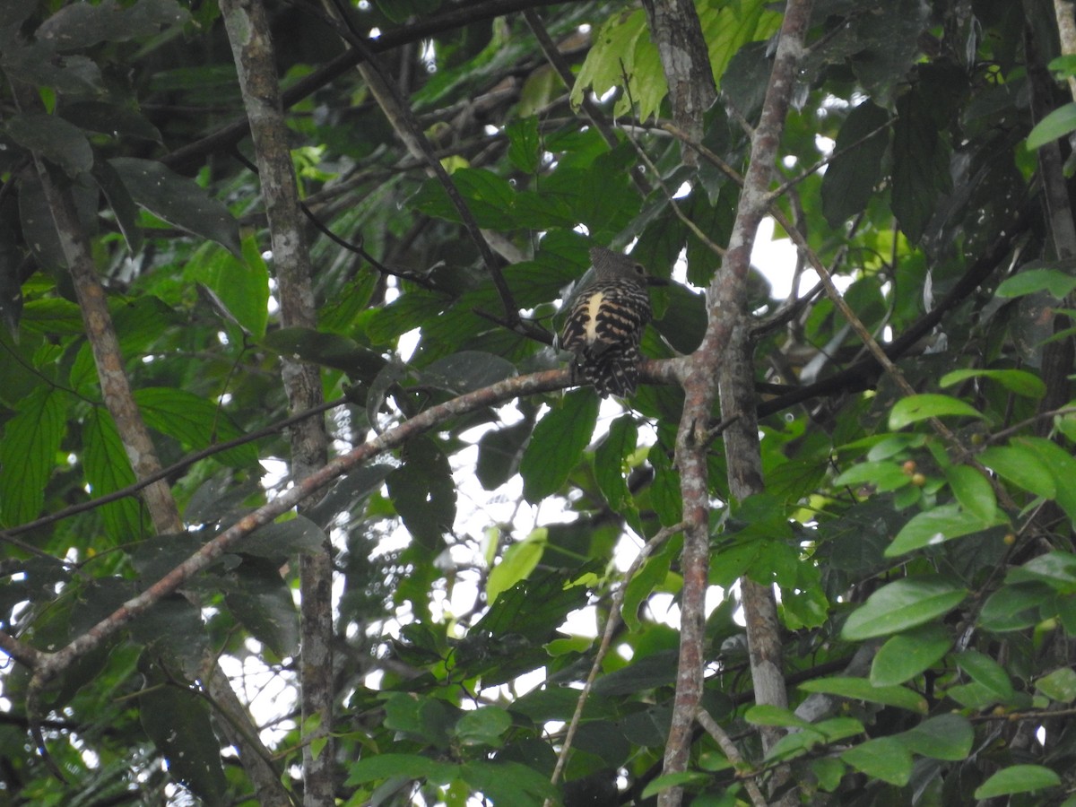 Buff-rumped Woodpecker - ML633710966