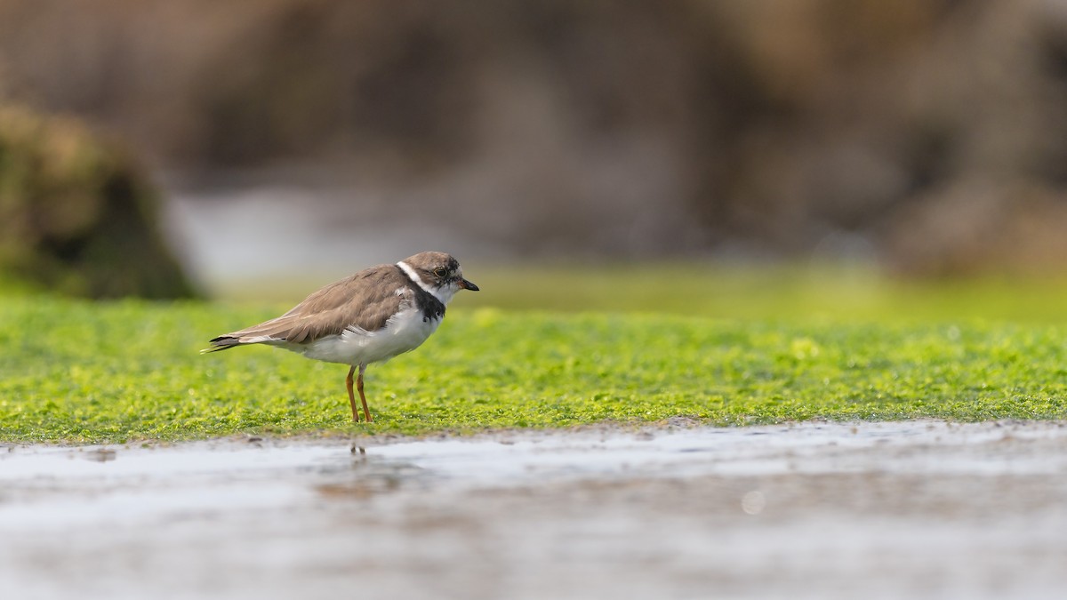 Semipalmated Plover - ML633710968
