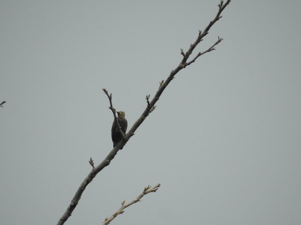 Buff-rumped Woodpecker - ML633710982