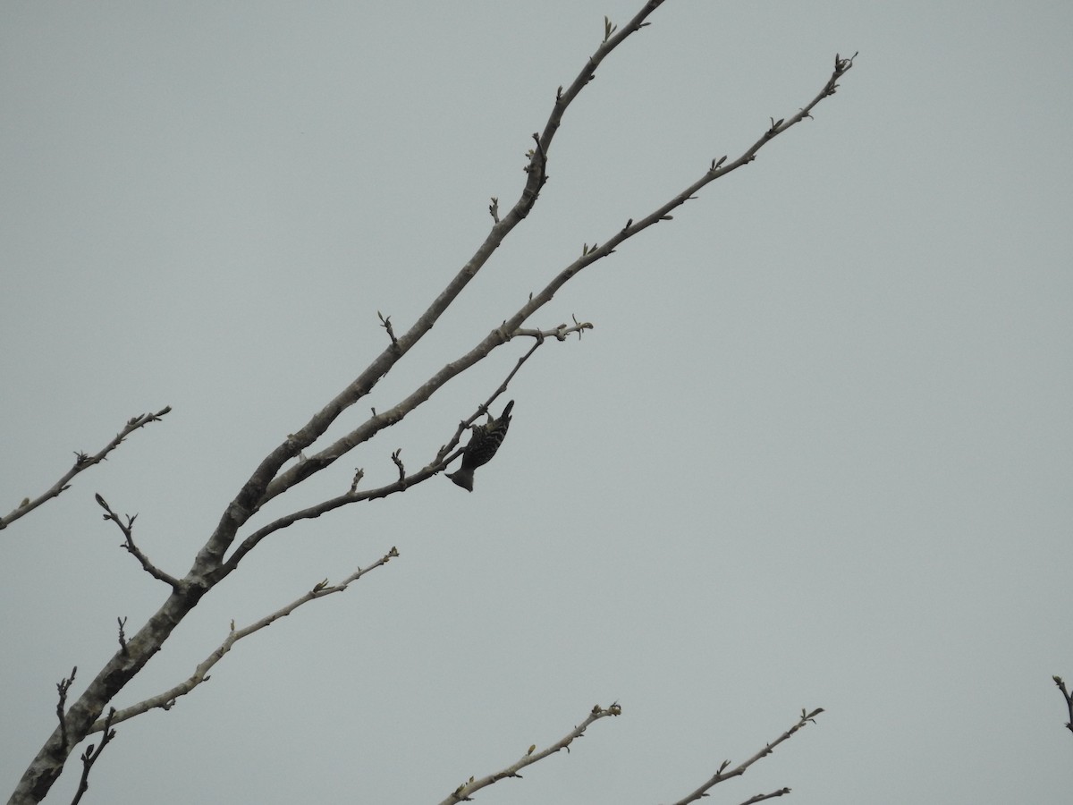Buff-rumped Woodpecker - ML633710984