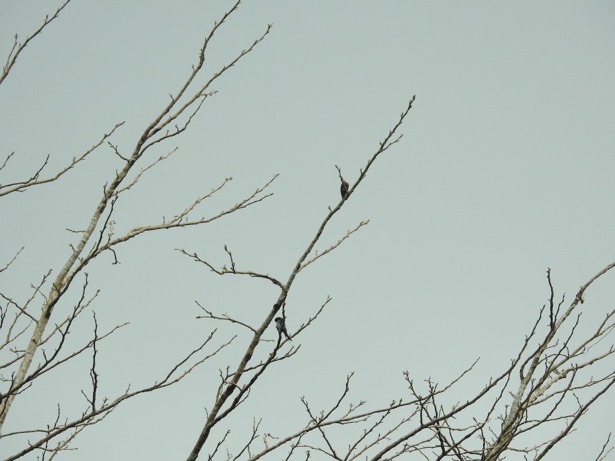 Buff-rumped Woodpecker - ML633710986
