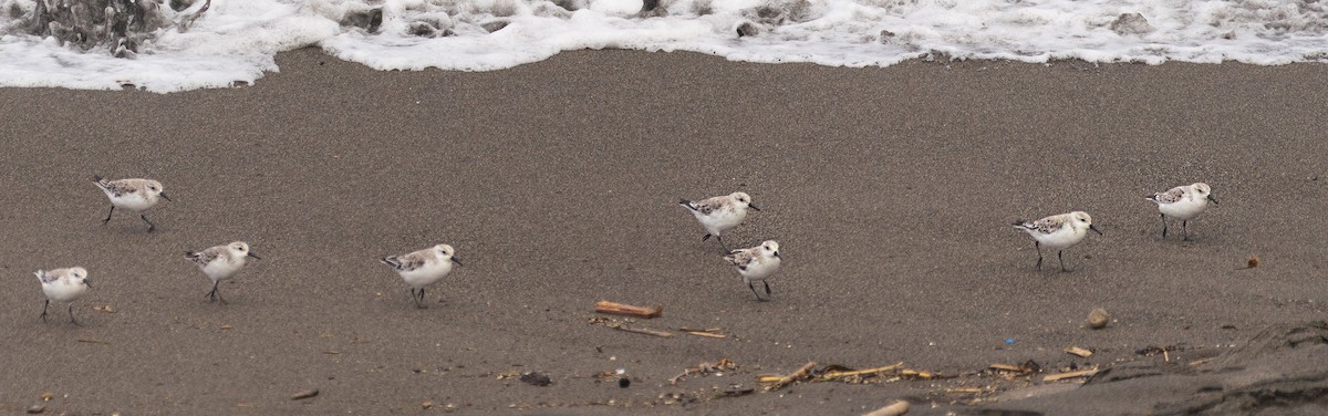 Piovanello tridattilo - ML633711176