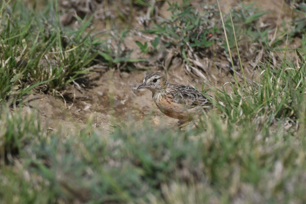 Beesley's Lark - ML633711428