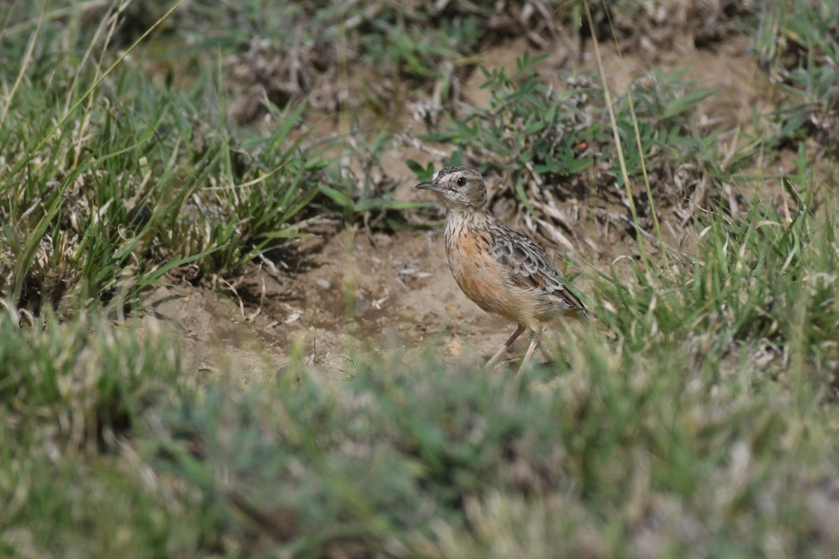 Beesley's Lark - ML633711441