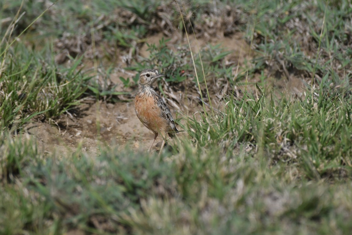 Beesley's Lark - ML633711444