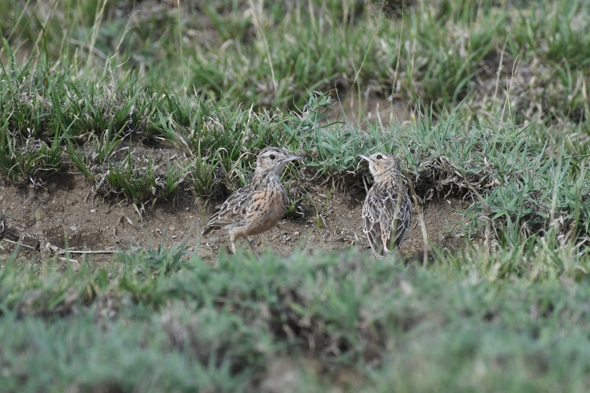 Beesley's Lark - ML633711460