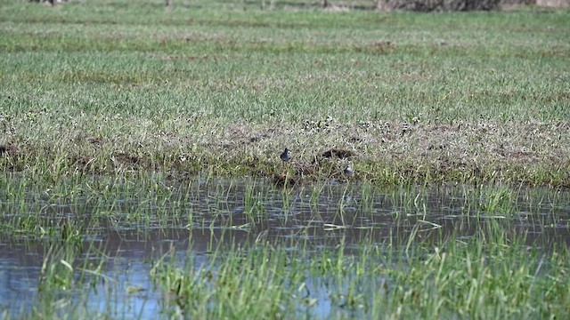 Greater Yellowlegs - ML633711464